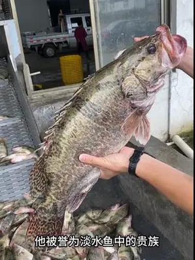 鳜鱼号称淡水鱼中的贵族,臭鳜鱼更是徽菜招牌菜,看完你还不想尝尝吗