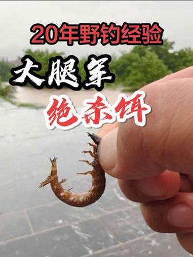 没有20年野钓经验都不知道，水蜈蚣是钓大腿军和马尾骨的绝杀饵 #真实生活分享计划 #原来钓