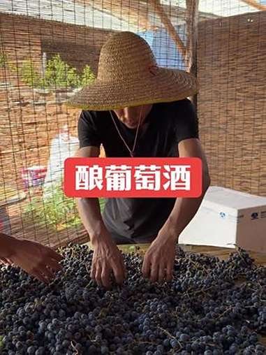 酿葡萄酒 我的乡村生活 三农 东北