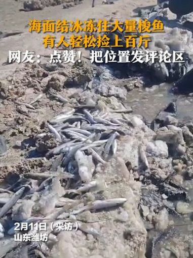 “根本捡不完”!山东潍坊海面结冰后,冻住大量梭鱼,市民称有人凿冰捡了五百斤(来源:山东交通