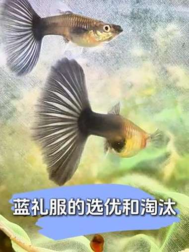 3个月大的蓝礼服孔雀鱼，选出种鱼和淘汰鱼 孔雀鱼 蓝礼服孔雀鱼