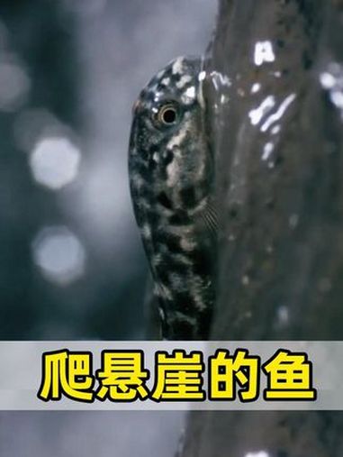攀爬悬崖的小鱼,虾虎鱼的回流之路 虾虎鱼 动物世界 海洋生物 动物科普 科普