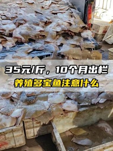 35元/斤、10个月出栏,养殖多宝鱼要注意什么?水产养殖 多宝鱼 海鲜 水产人
