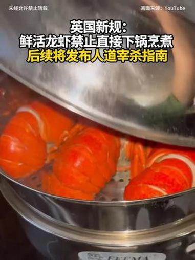 英国新规:鲜活龙虾禁止直接下锅烹煮 后续将发布人道宰杀指南