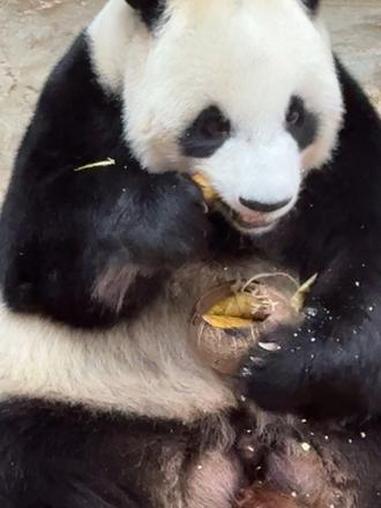 小企鹅舜抱着椰子好可爱哦！大熊猫 大熊猫舜舜