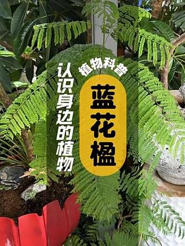 蓝花楹 I 植物科普 蓝花楹是紫葳科蓝花楹属的落叶乔木叶对生,小叶椭圆状披针形至椭圆状菱形
