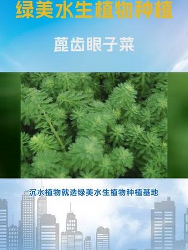 沉水植物 冬季 蓖齿眼子菜 矮型常绿苦草