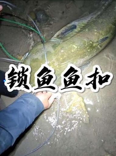 钢丝鱼扣 活鱼扣 鱼获 巨物扣 钓鱼装备