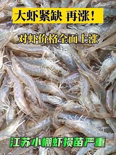 缺虾,缺大虾!大虾价格升势明显。江苏中季虾开始大量上市!水产养殖 对虾养殖 南美白对虾 虾