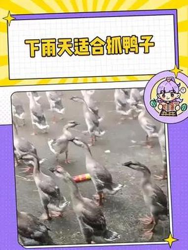 抓鸭子,抓几只 鸭子 动物 科普一下