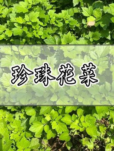 这种青草叫“珍珠花菜”!青草 青草文化 潮汕青草