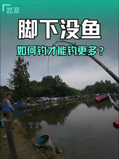 鲈鱼黑坑,脚下没鱼,如何才能钓更多 #钓鱼技巧 #路亚钓鱼 #万物皆可种草搜