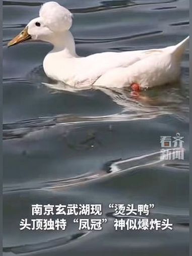 南京玄武湖现“烫头鸭” 动物趣事