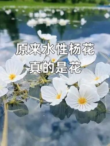 原来水性杨花真的是花