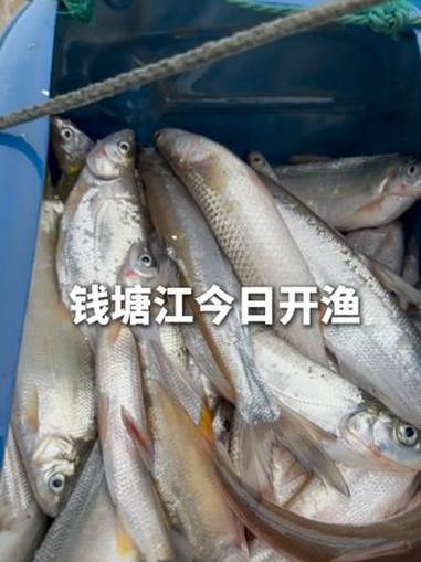 钱塘江今日开渔，野生刀鱼260元/斤，简单清蒸一下就鲜得很，吃的就是这口鲜。（来源：杭州市