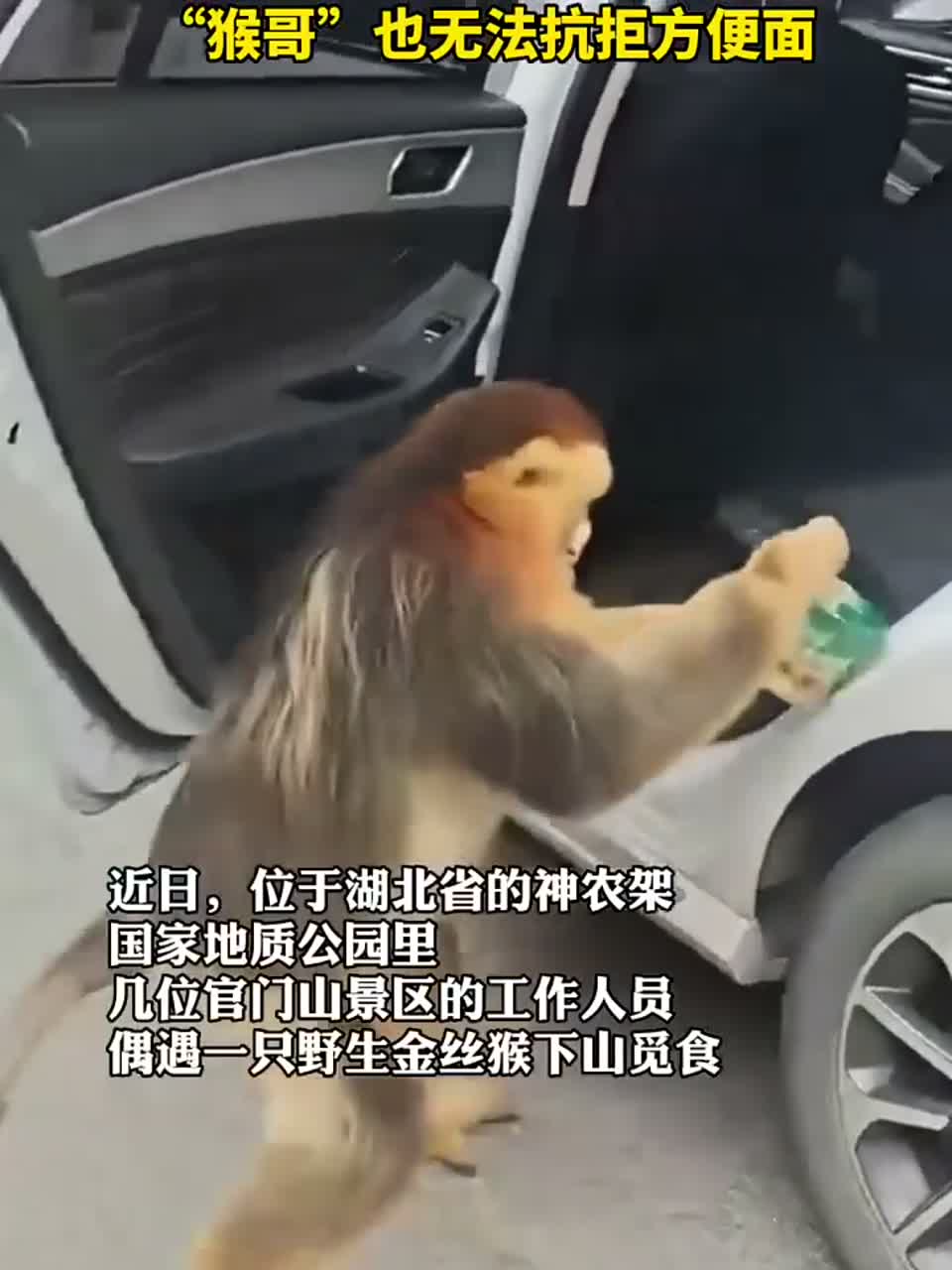 面对美食诱惑，金丝猴也忍不住了呀