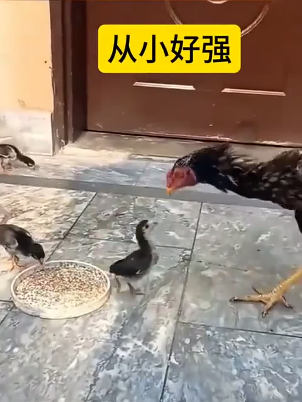 高质量斗鸡真好看