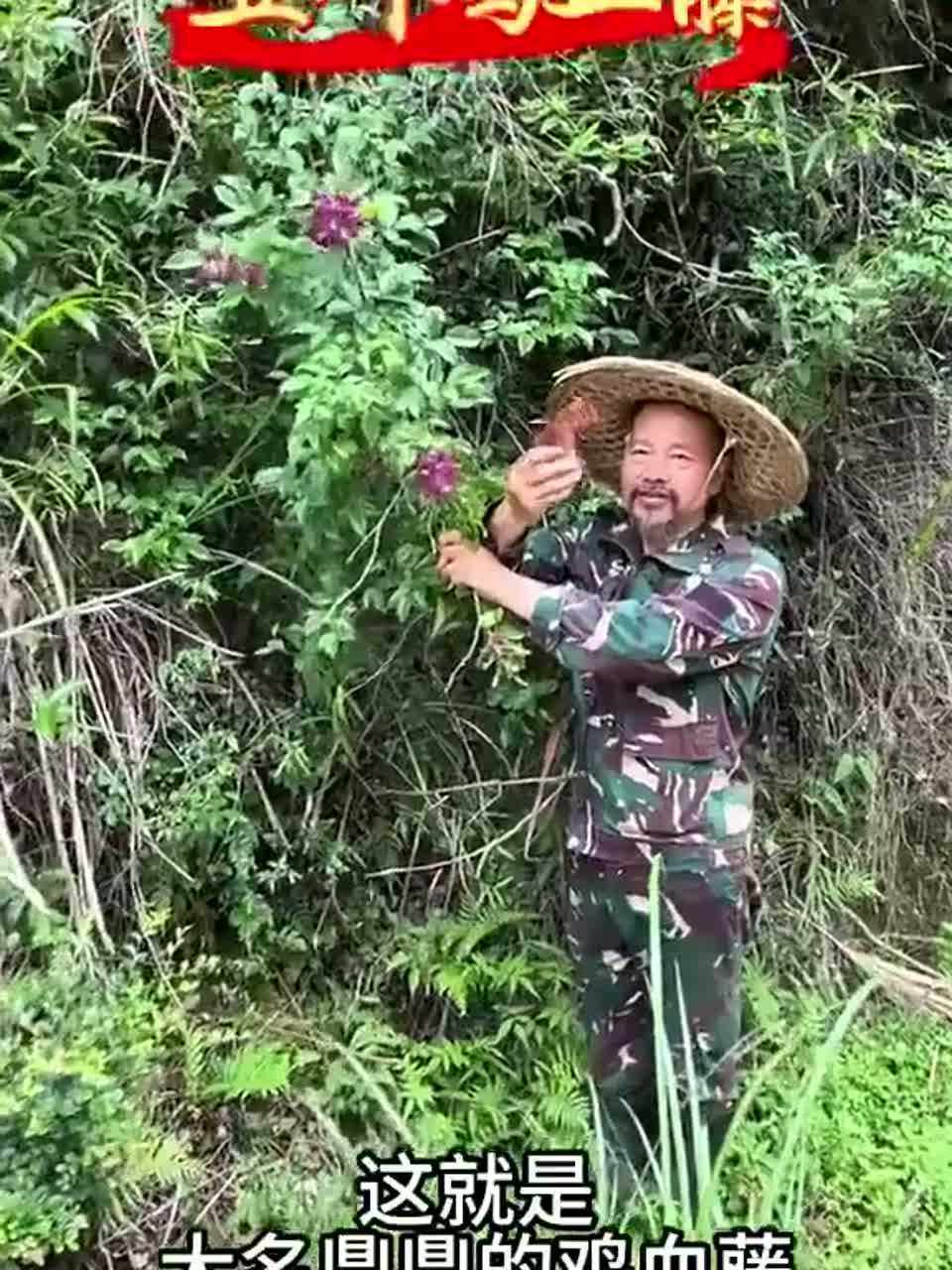 深山里的宝贝野果超级有名的鸡血藤