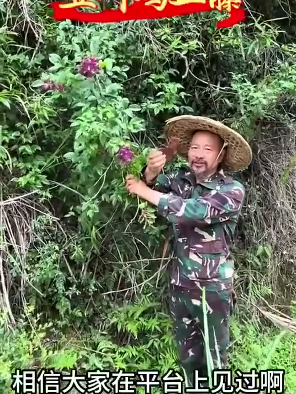 深山里的宝贝野果超级有名的鸡血藤