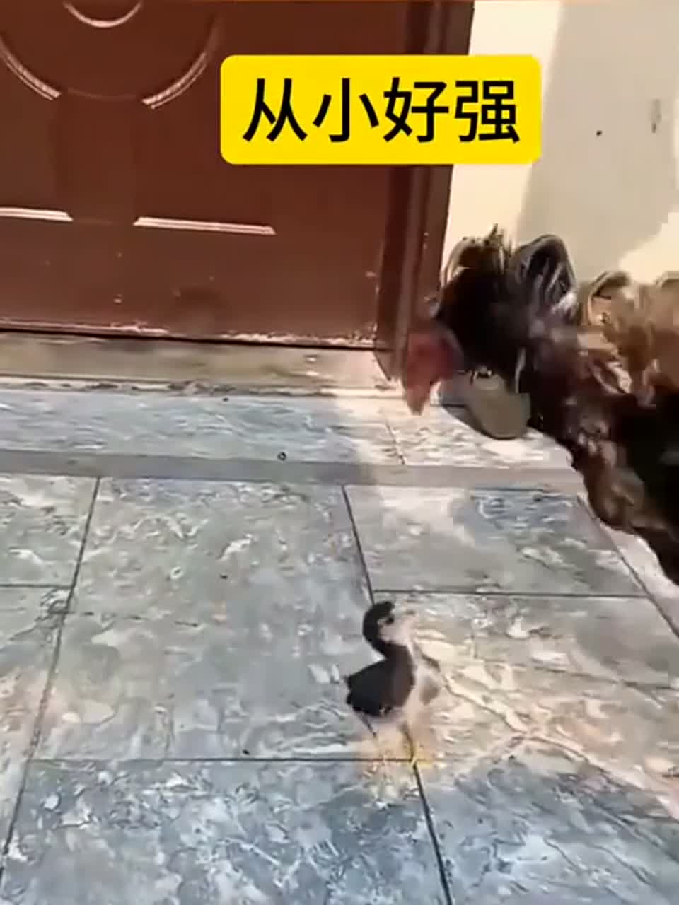 高质量斗鸡真好看