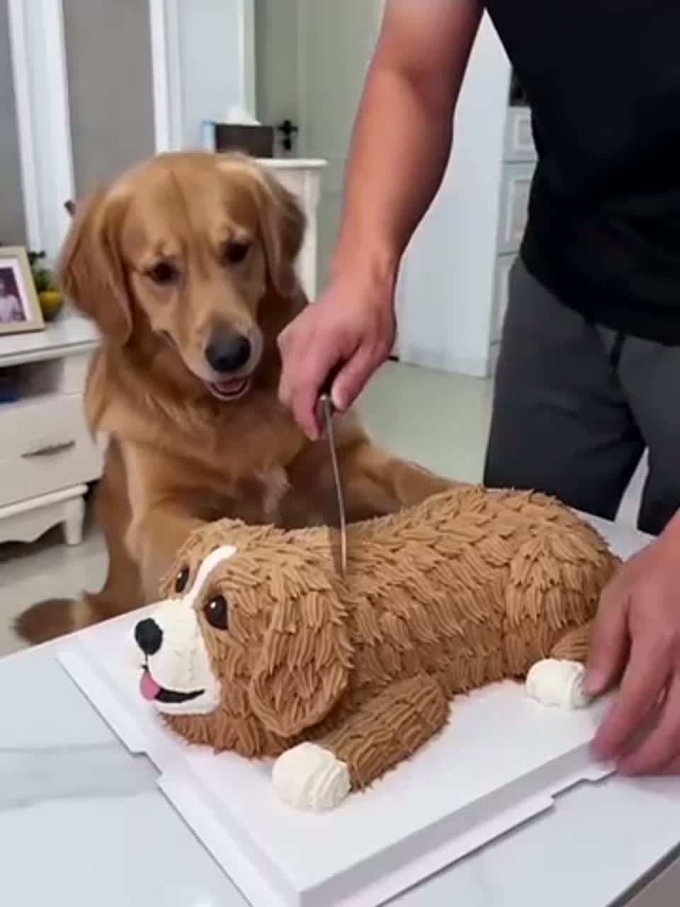 狗狗过生日啦大家一起吃美味蛋糕开开心心玩！