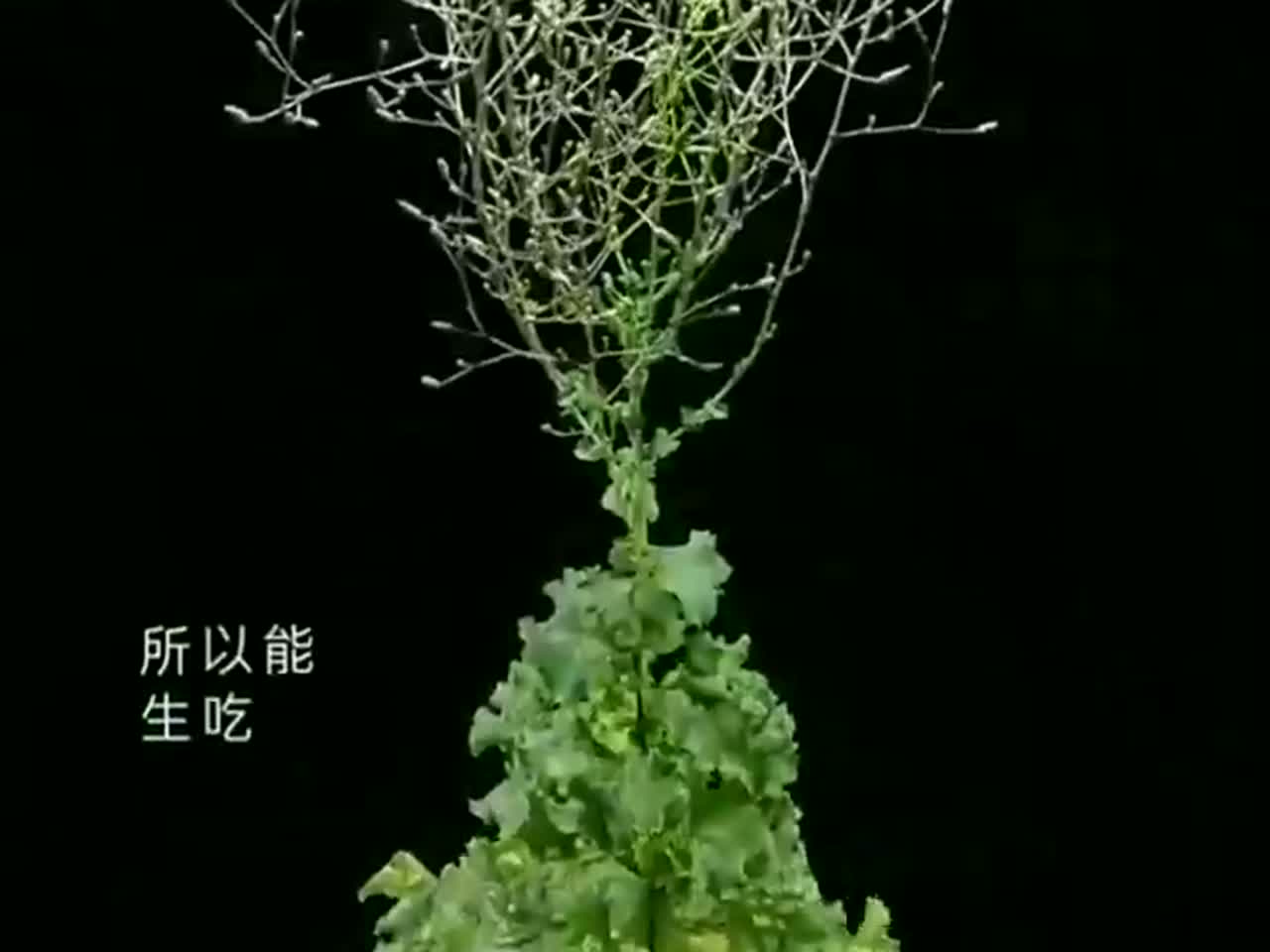 135天记录生菜的一生，看完视频你就知道
