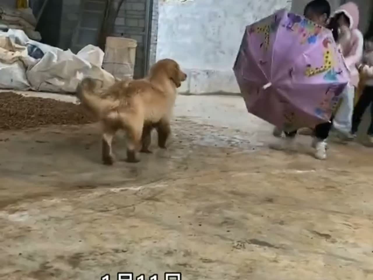 金毛和孩子玩老鹰抓小鸡,还知道游戏规则
