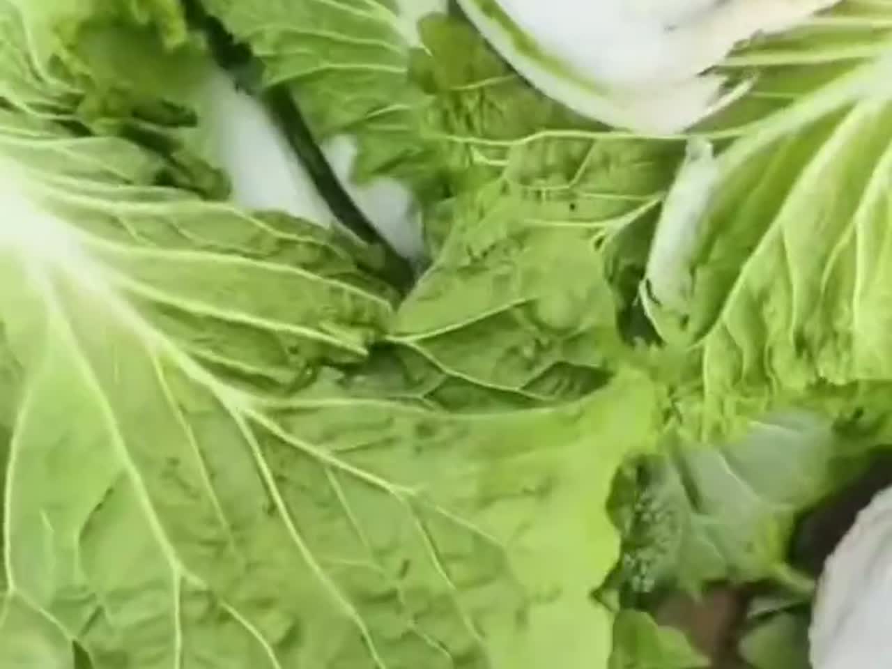 宁夏的白菜拉到海口卖多少钱一斤