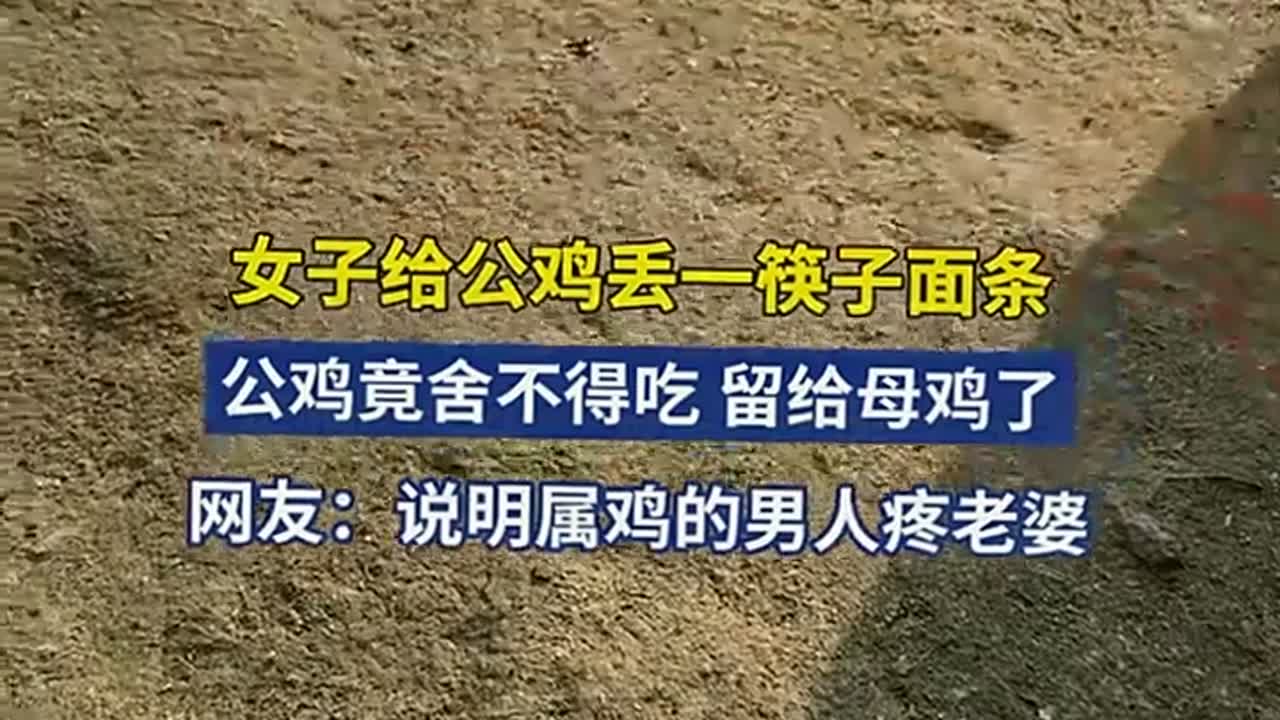 女子给公鸡丢一筷子面条,公鸡竟舍不得吃,留给母鸡了