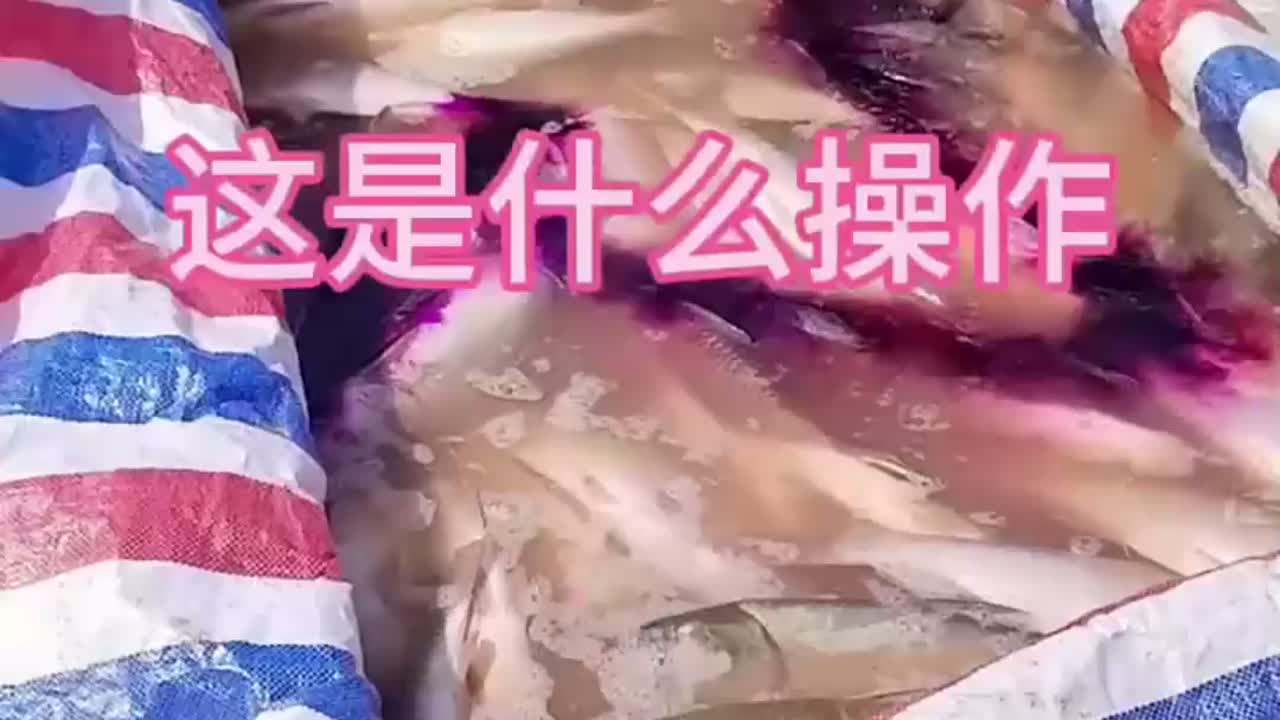 大爷往鱼身上倒的是什么药水,有什么作用吗