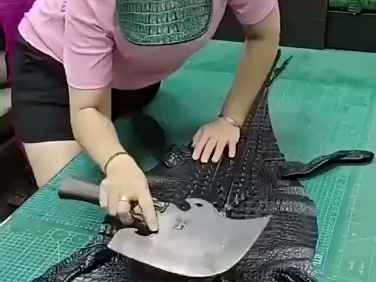 在小鳄鱼旁边做皮带,可把鳄鱼吓坏了