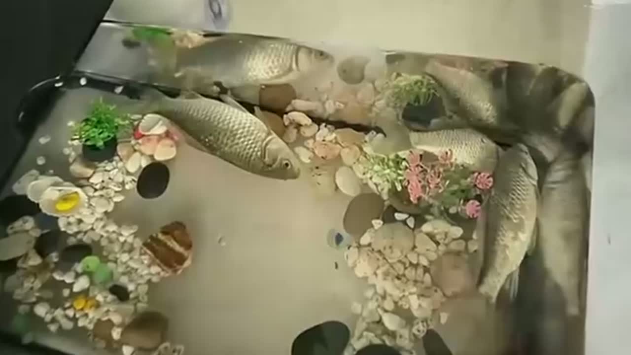 原来鱼是这样“睡觉”的,在鱼缸里一动不动