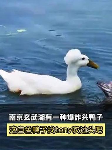 近日,南京包括玄武湖在内的多个景点出现一种烫着“爆炸头”的鸭子。这种鸭子叫“凤头白鸭”,是