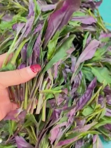 这个血皮菜叶子带有紫色,可以炒菜凉拌泡汤,吃起来鲜嫩细腻,口感清爽,味道清香,回味甘甜 血