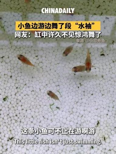 小鱼水中游,顺便给大家舞了一段“水袖”。网友:缸中许久不见惊鸿舞了。#趣中国
