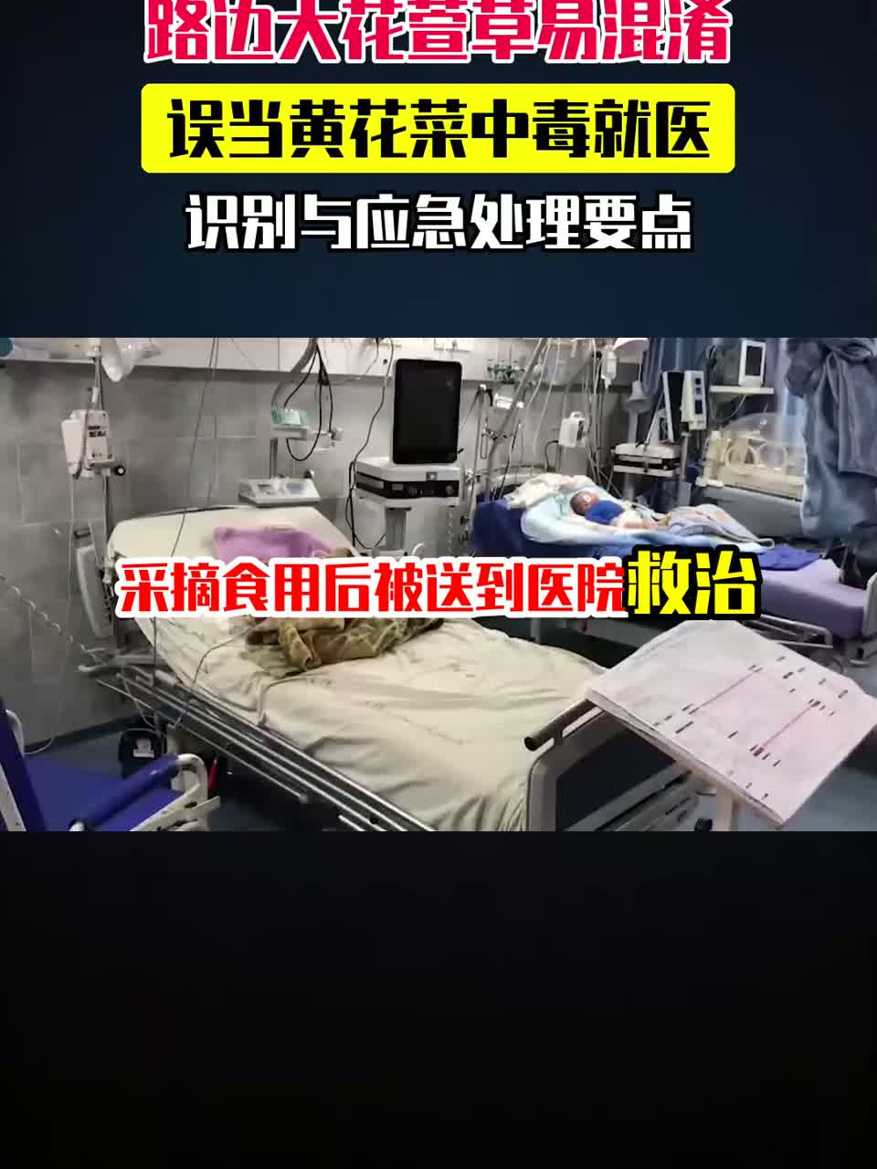 采摘食用后被送到医院救治！多地市民把路边观赏植物大花萱草误认成黄花菜