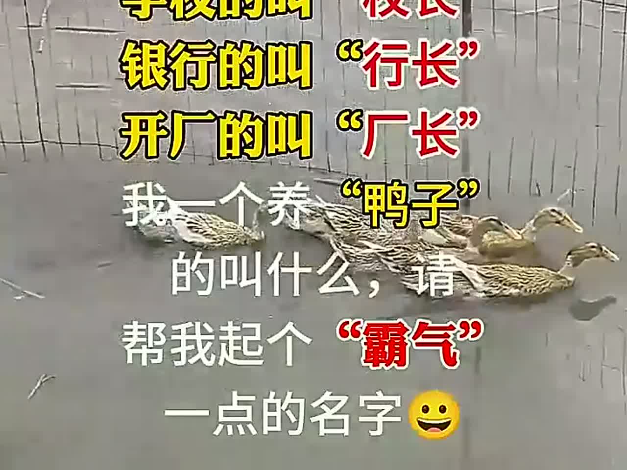 我养的“鸭子”要叫什么，帮我取个霸气点的名字。