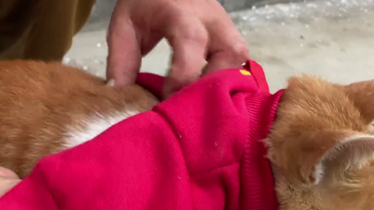 小黄猫穿上红秋衣又萌又可爱。