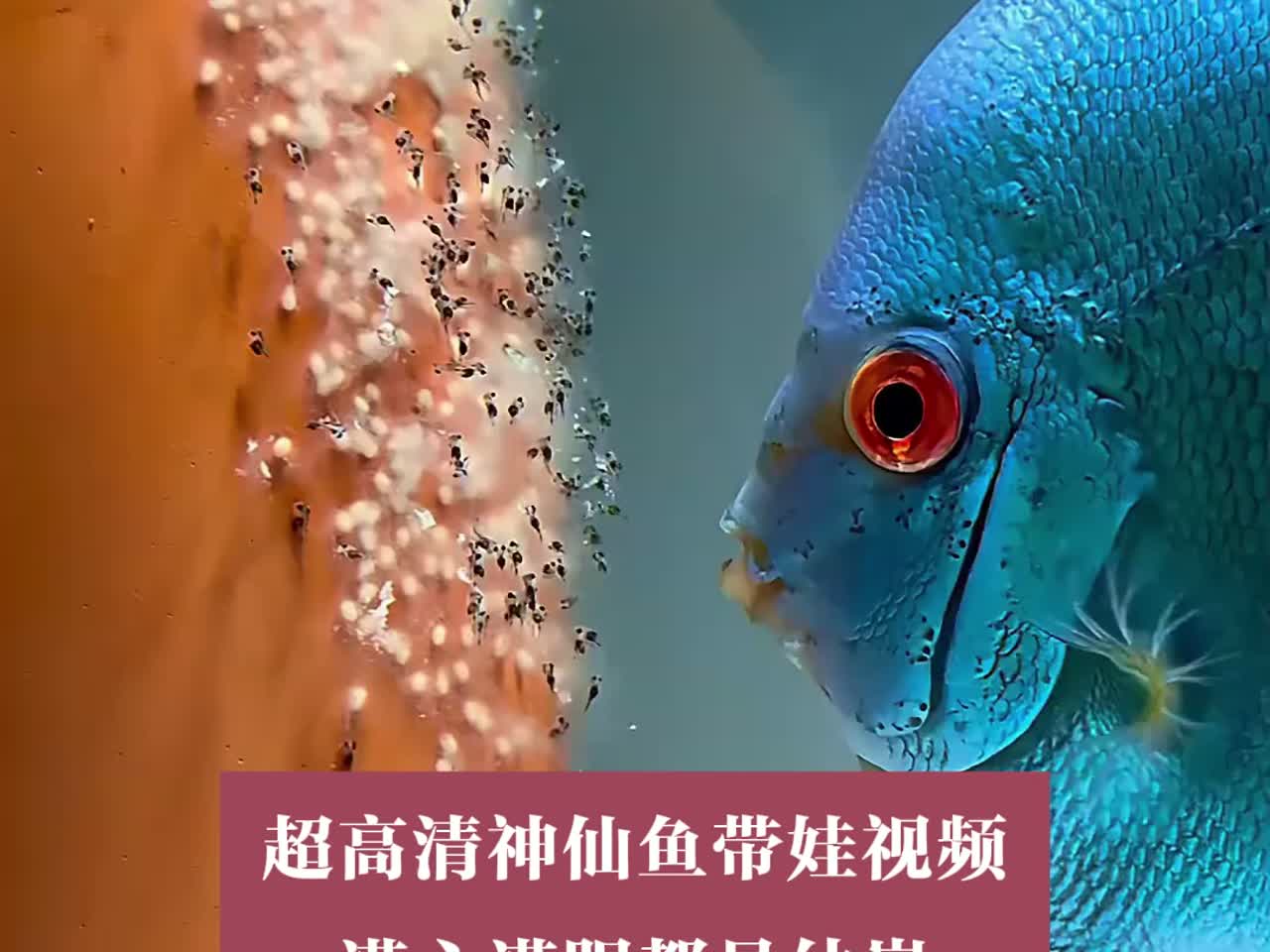 超高清神仙鱼带娃视频,满心满眼都是幼崽