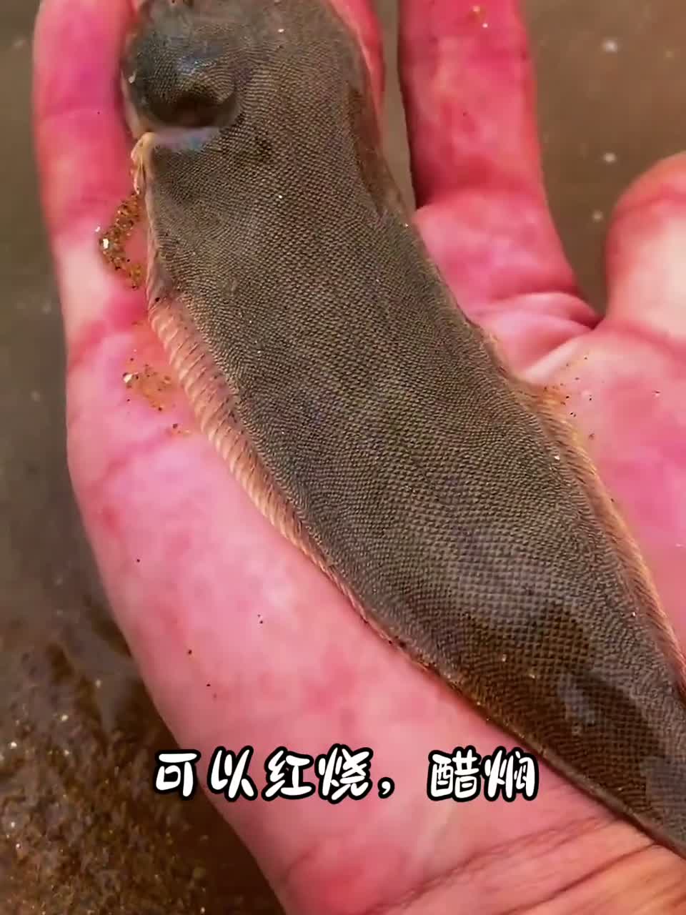 19种长相奇特的海鱼，你都吃过哪几种呀？