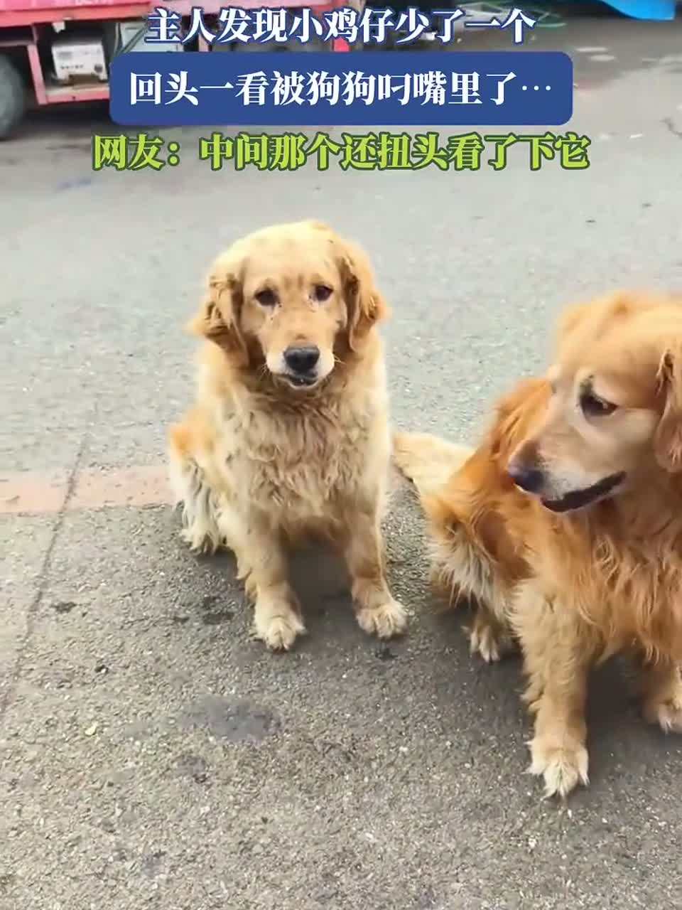 狗狗意外了一只小鸡仔，网友直呼可爱！