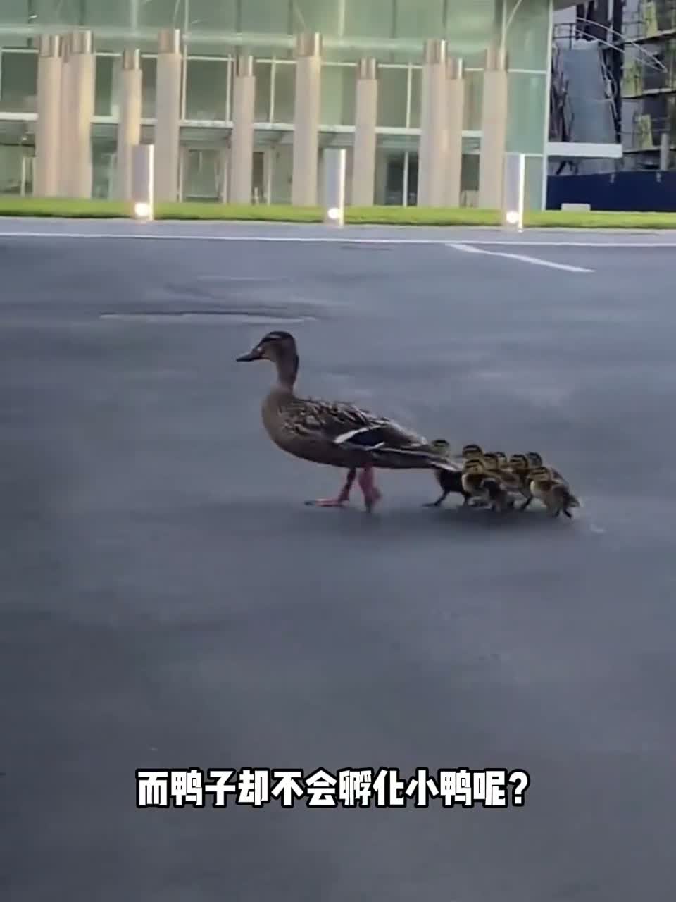 为什么同样是家禽，母鸡可以孵化小鸡，而鸭子却不会孵化小鸭呢？