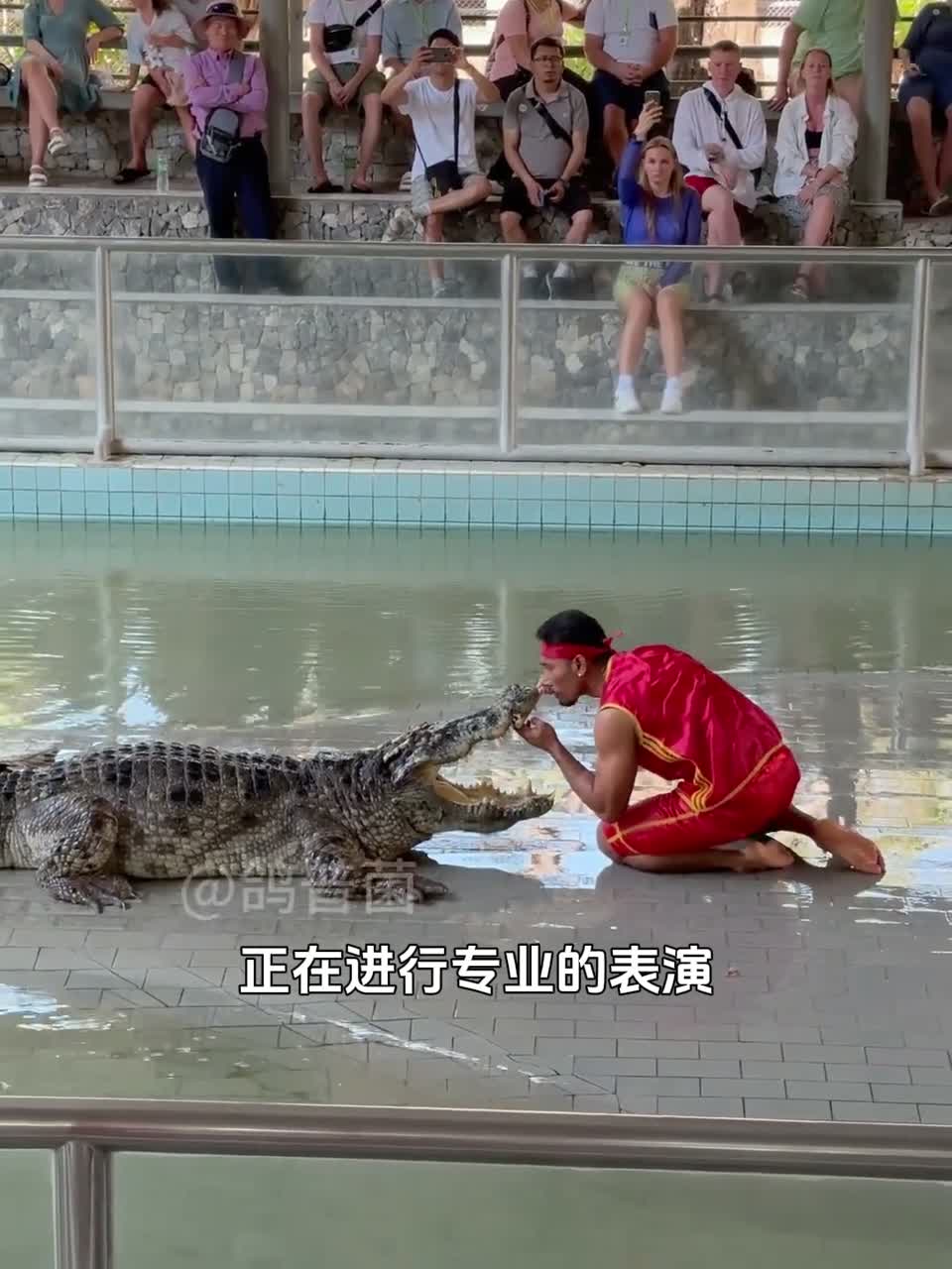 鳄鱼为什么张开嘴巴一动不动？