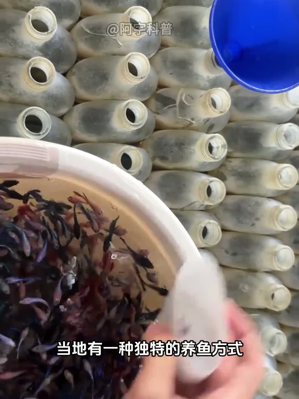 在泰国斗鱼居然是在瓶子里面养的！