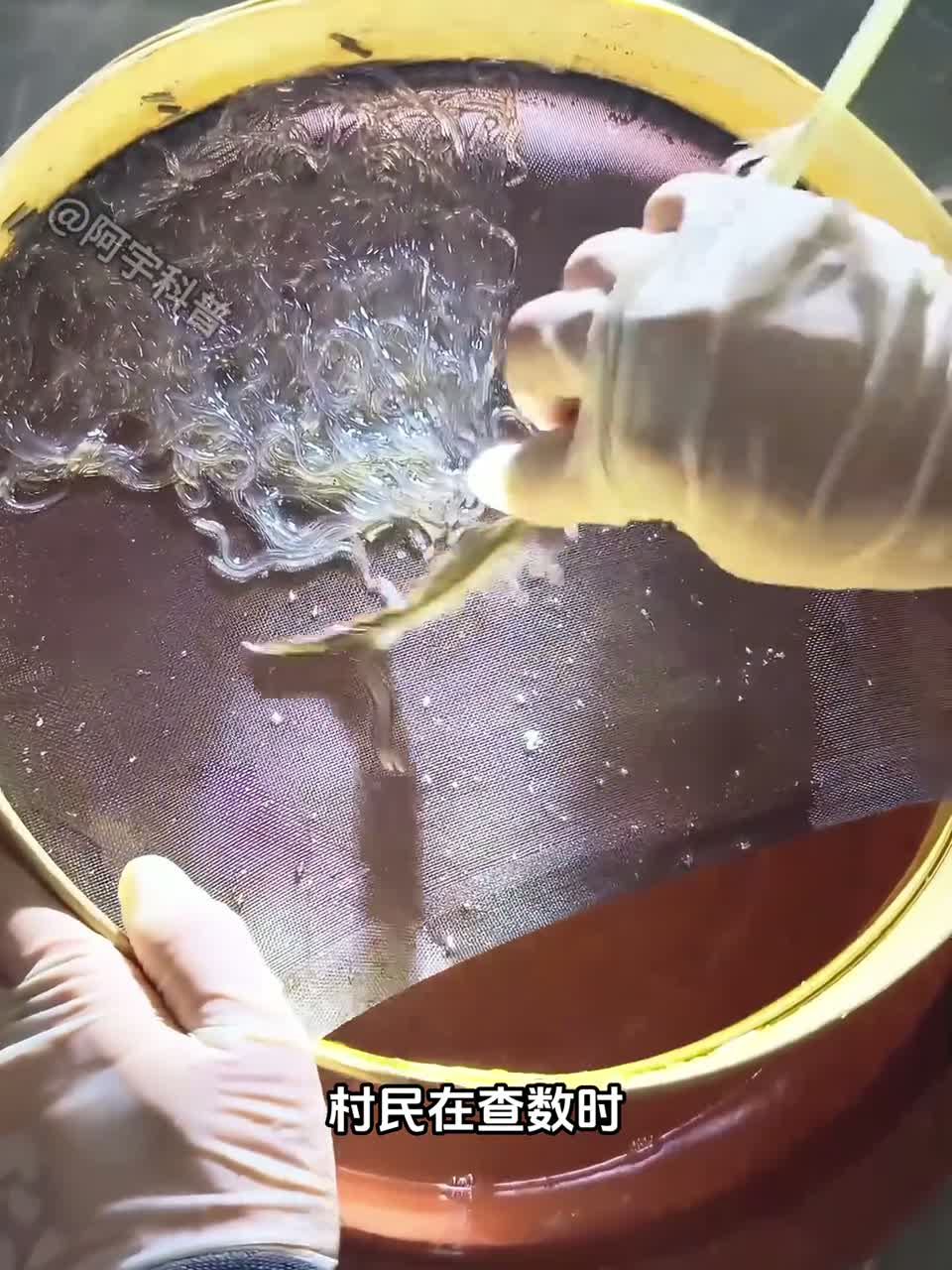 为啥鳗鱼苗叫水中软黄金？难繁殖是关键！