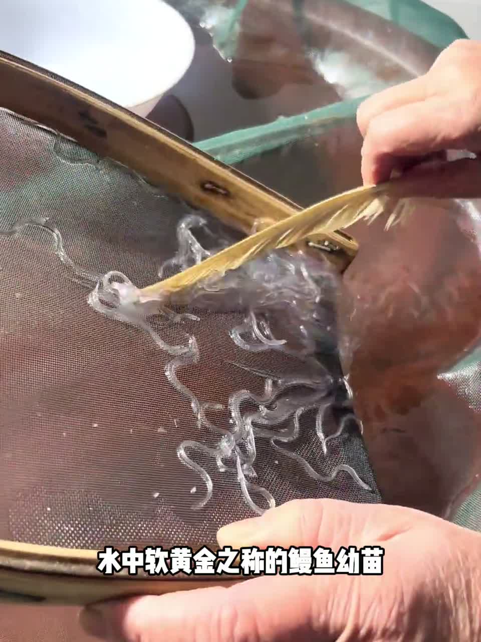 被称为水中软黄金的鳗鱼苗