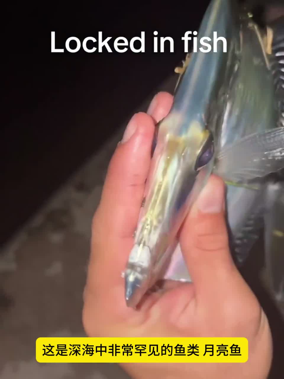 它是罕见的用肌肉产生热量的“温血”鱼类之一