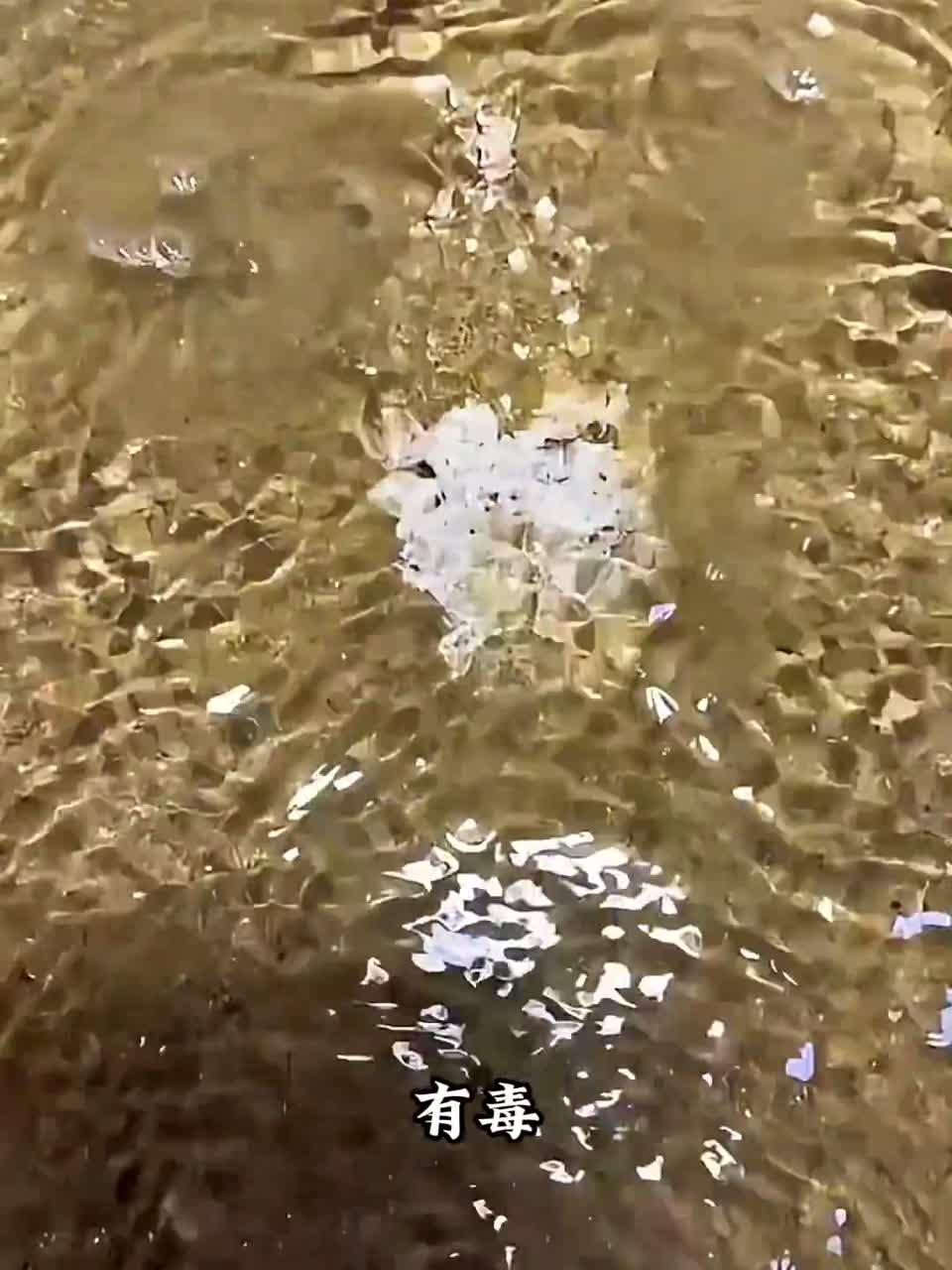 这是什么鱼？有毒吗