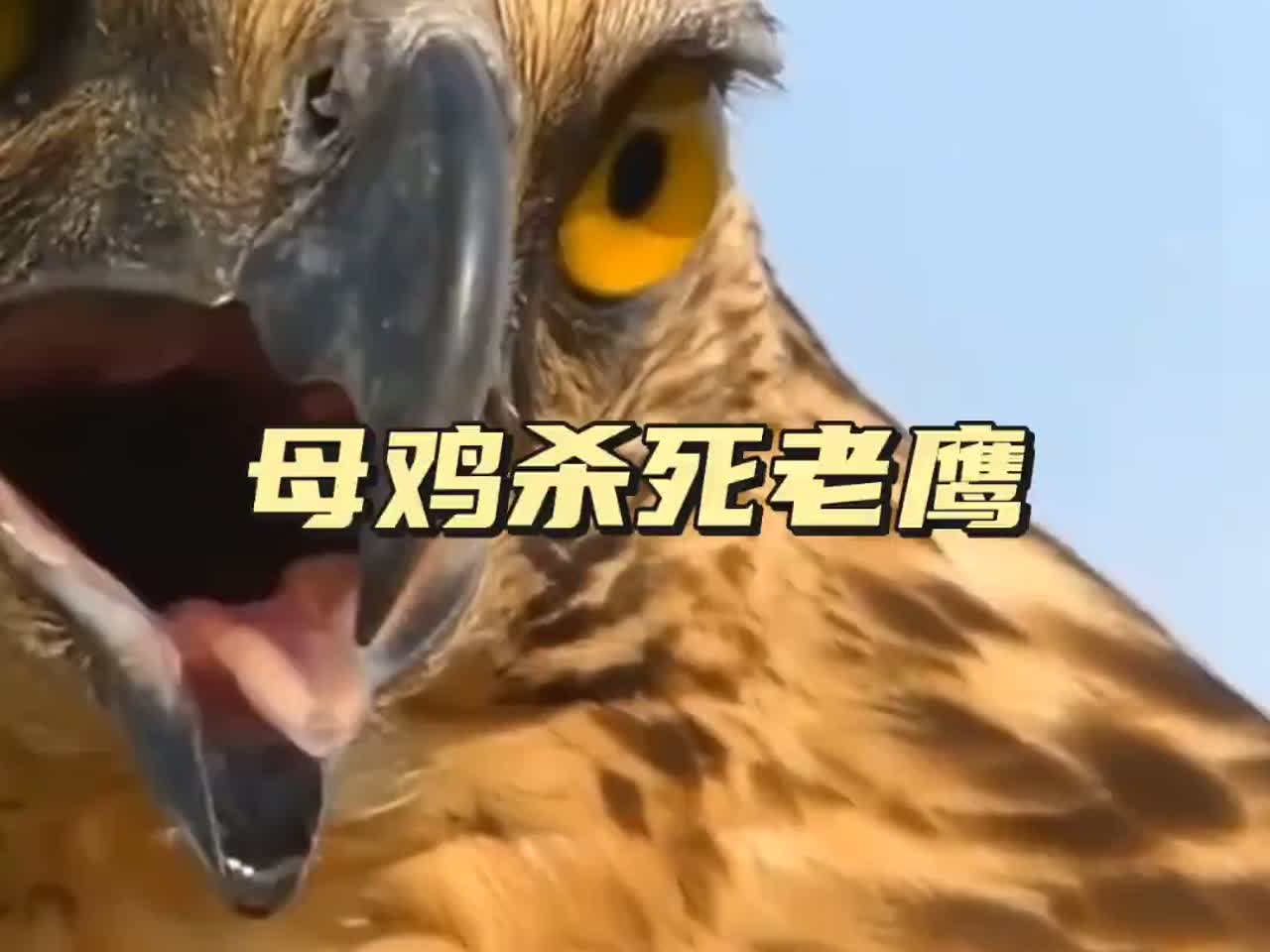 母鸡干掉老鹰 母鸡保护幼崽杀死了老鹰