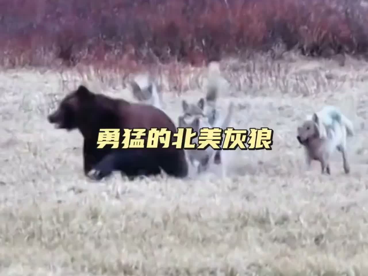 彪悍的北美灰狼 北美灰狼绝对是最大最凶猛的狼